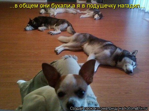 Котоматрица: ...в общем они бухали,а я в подушечку нагадил...