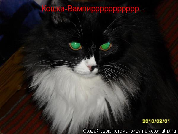 Котоматрица: Кошка-Вампиррррррррррр...