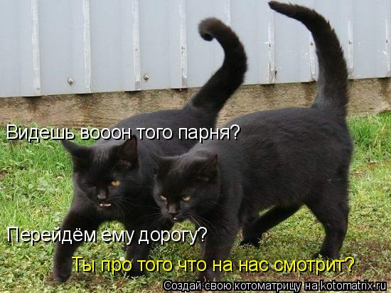 Котоматрица: Видешь вооон того парня? Перейдём ему дорогу? Ты про того что на нас смотрит?