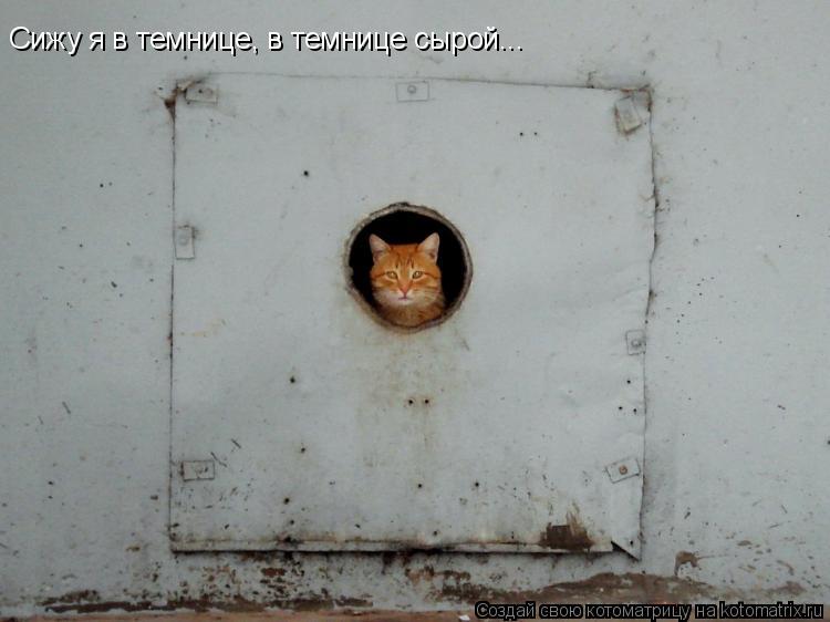 Котоматрица: Сижу я в темнице, в темнице сырой...