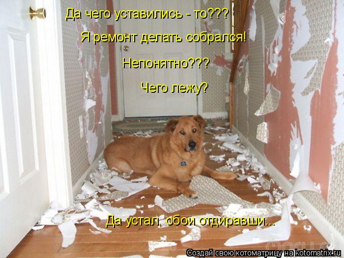 Котоматрица: Да чего уставились - то??? Я ремонт делать собрался! Непонятно??? Чего лежу? Да устал, обои отдиравши...