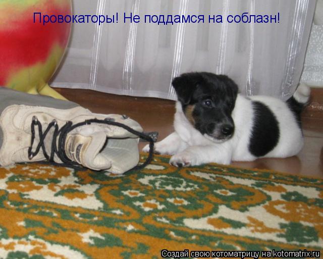 Котоматрица: Провокаторы! Не поддамся на соблазн!