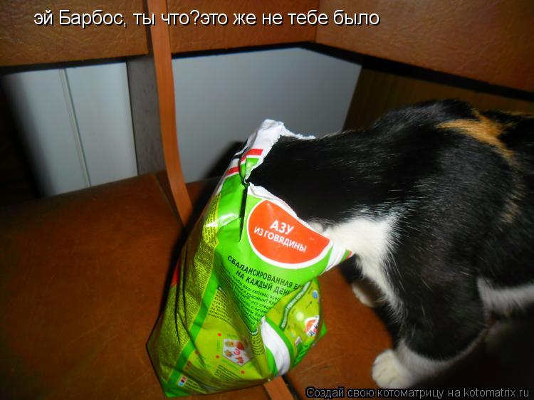 Котоматрица: эй Барбос, ты что?это же не тебе было