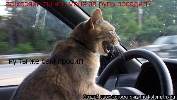 Котоматрица: аа!хозяин ты что меня за руль посадил? ну ты же сам просил