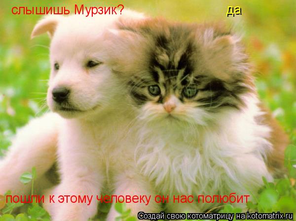 Котоматрица: слышишь Мурзик? да пошли к этому человеку он нас полюбит