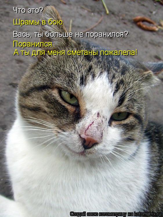 Котоматрица: Что это? Шрамы в бою. Вась, ты больше не поранился? Поранился. А ты для меня сметаны пожалела!