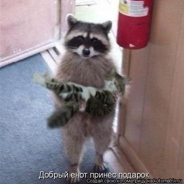 Котоматрица: Добрый енот принёс подарок
