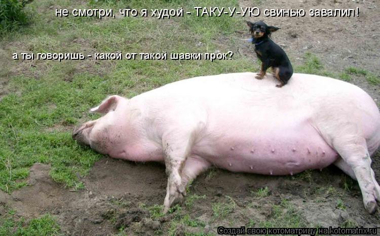 Котоматрица: не смотри, что я худой - ТАКУ-У-УЮ свинью завалил! а ты говоришь - какой от такой шавки прок?