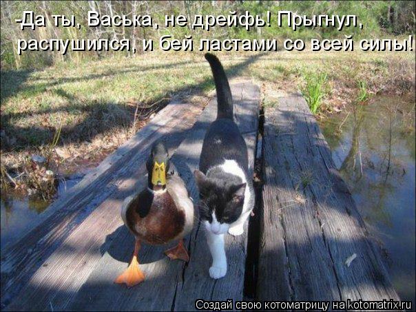 Котоматрица: -Да ты, Васька, не дрейфь! Прыгнул, распушился, и бей ластами со всей силы!