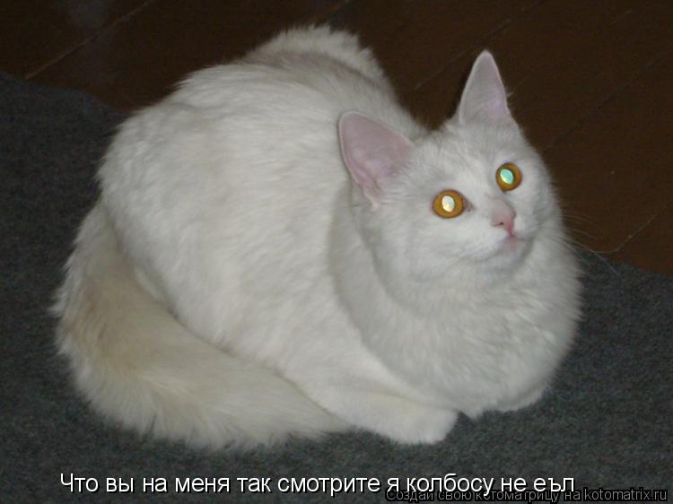 Котоматрица: Что вы на меня так смотрите я колбосу не еъл