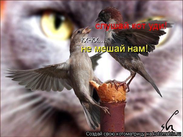 Котоматрица: кх-кх.... слушай кот уди! не мешай нам!