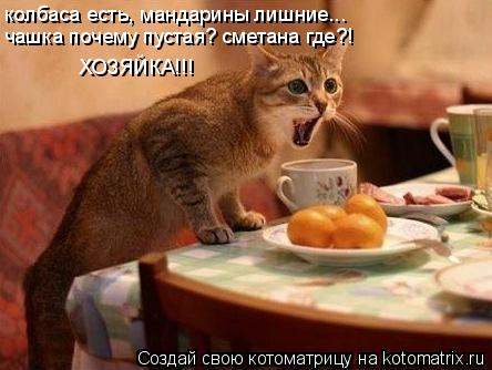 Котоматрица: колбаса есть, мандарины лишние... чашка почему пустая? сметана где?! ХОЗЯЙКА!!!