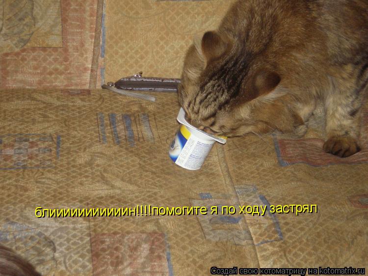 Котоматрица: блииииииииииин!!!!помогите я по ходу застрял