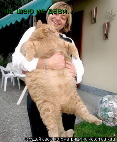 Котоматрица: на шею не дави...