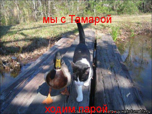 Котоматрица: мы с Тамарой ходим парой...