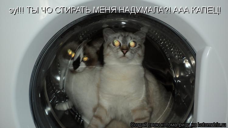 Котоматрица: эу!!! ТЫ ЧО СТИРАТЬ МЕНЯ НАДУМАЛА?! ААА КАПЕЦ!