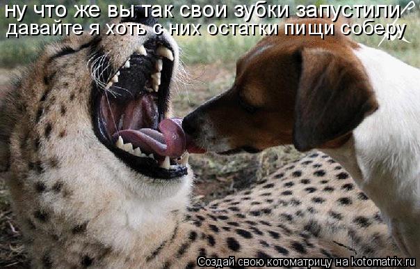 Котоматрица: ну что же вы так свои зубки запустили давайте я хоть с них остатки пищи соберу