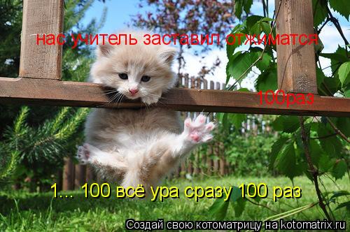 Котоматрица: нас учитель заставил отжиматся 100раз 1... 100 всё ура сразу 100 раз