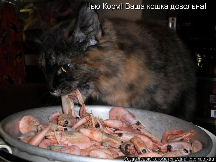 Котоматрица: Нью Корм! Ваша кошка довольна!