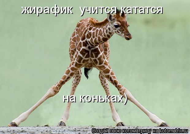 Котоматрица: жирафик  учится кататся на коньках)