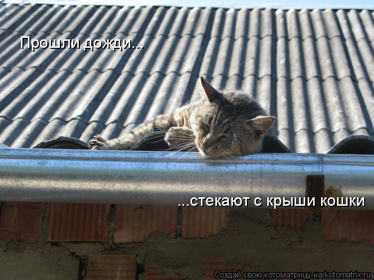Котоматрица: Прошли дожди... ...стекают с крыши кошки