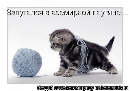 Котоматрица: Запутался в всемирной паутине....