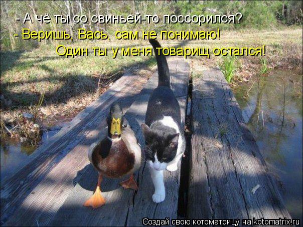 - А чё ты со свиньей-то поссорился? - Веришь, Вась, сам не понимаю! Один ты у меня товарищ остался!... Котоматрица: - А чё ты со свиньей-то поссорился? - Веришь, Вась, сам не понимаю! Один ты у меня товарищ остался!