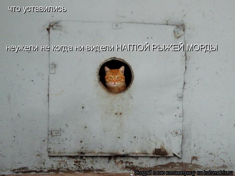 Котоматрица: что уставились  неужели не когда ни видели НАГЛОЙ РЫЖЕЙ МОРДЫ