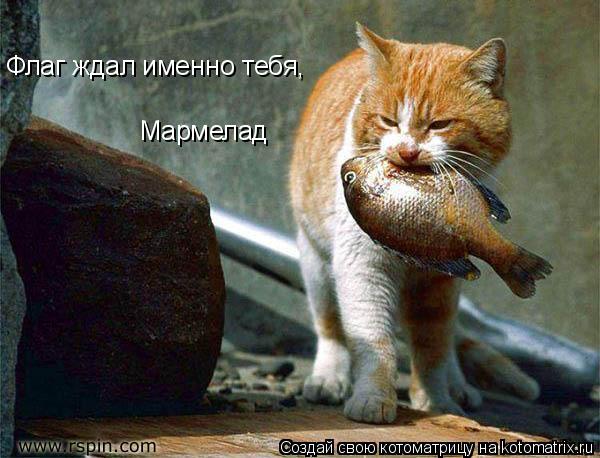 Котоматрица: Флаг ждал именно тебя,  Мармелад