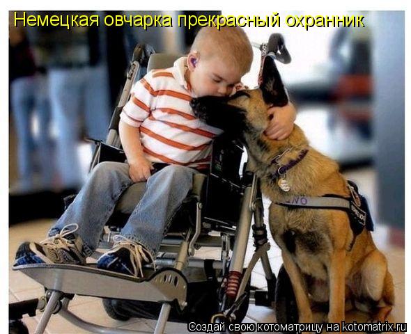 Котоматрица: Немецкая овчарка прекрасный охранник