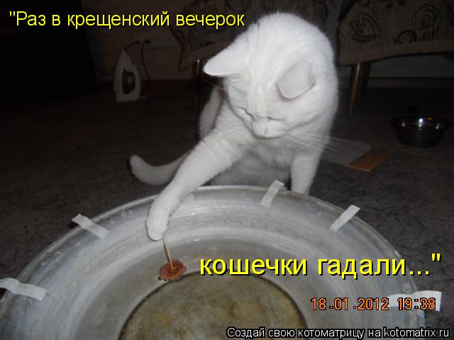 Котоматрица: "Раз в крещенский вечерок кошечки гадали..."