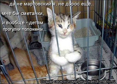 Котоматрица: да не мартовский я, не дорос ещё.. мне бы сметанки,  и вообще - детям  прогулки положены...