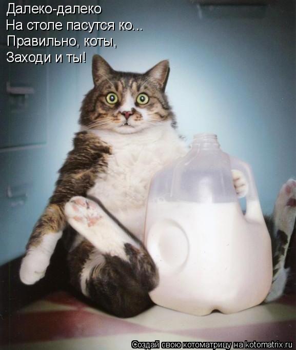 Котоматрица: Далеко-далеко На столе пасутся ко... Правильно, коты, Заходи и ты!