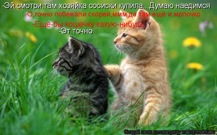 Котоматрица: -Эй,смотри,там хозяйка сосиски купила...Думаю наедимся -Ещё-бы кошечку какую-нибудь... -О,точно побежали скорей,ммм да там ещё и молочко -Эт точ
