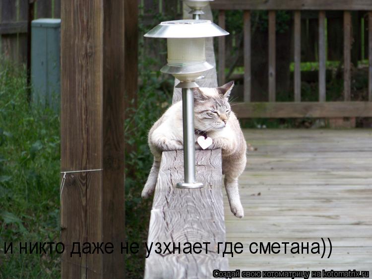 Котоматрица: и никто даже не узхнает где сметана))