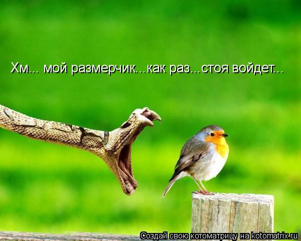 Котоматрица: Хм... мой размерчик...как раз...стоя войдет...