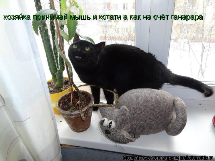 Котоматрица: хозяйка принимай мышь и кстати а как на счёт ганарара