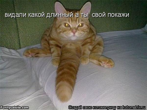 Котоматрица: видали какой длинный а ты  свой покажи