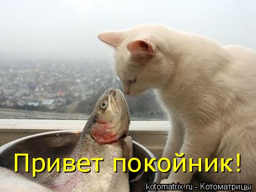 Котоматрица: Привет покойник!