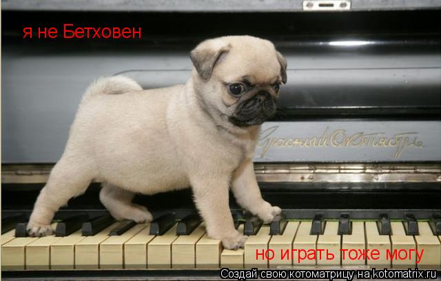 Котоматрица: я не Бетховен но играть тоже могу