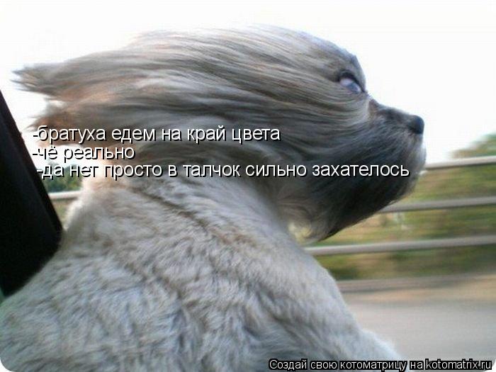 Котоматрица: -братуха едем на край цвета -чё реально -да нет просто в талчок сильно захателось