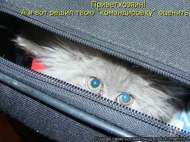 Котоматрица: Привет,хозяин! А я вот решил твою "командировку" оценить.