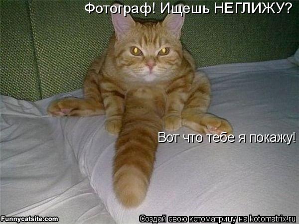 Котоматрица: Фотограф! Ищешь НЕГЛИЖУ? Вот что тебе я покажу!