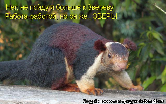 Котоматрица: Нет, не пойду я больше к Звереву Работа-работой, но он же.. ЗВЕРЬ!