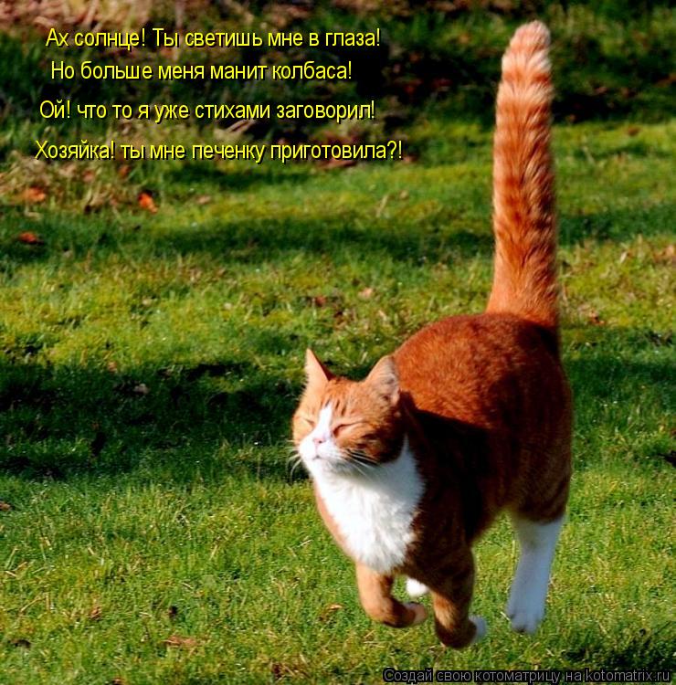 Котоматрица: Ах солнце! Ты светишь мне в глаза! Но больше меня манит колбаса!  Ой! что то я уже стихами заговорил! Хозяйка! ты мне печенку приготовила?!