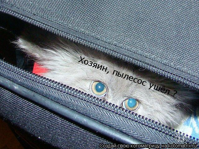 Котоматрица: Хозяин, пылесос ушёл ?