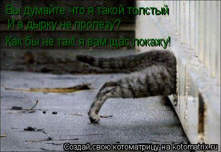 Котоматрица: Вы думайте что я такой толстый  И в дырку не пролезу? Как бы не так! я вам щас покажу!