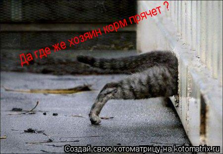 Котоматрица: Да где же хозяин корм прячет ?