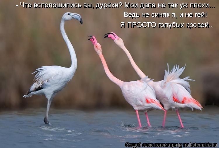 - Что всполошились вы, дурёхи? Мои дела не так уж плохи... Ведь не синяк я, и не гей! Я ПРОСТО голубы... Котоматрица: - Что всполошились вы, дурёхи? Мои дела не так уж плохи... Ведь не синяк я, и не гей! Я ПРОСТО голубых кровей..