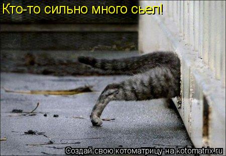 Котоматрица: Кто-то сильно много сьел!